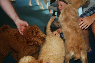 Helping puppies associate hands as being gentle is crucial for a soft mouth
