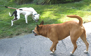 White dog is fearful and sniffs to avoid greeting