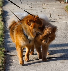 Red, the Chow is being pushy.  Kandi, the Chow on the right will tolerate this for a bit, and then will growl and snap. Red takes the reprimand every time as is their relationship.