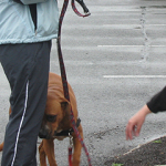 Go away is apparent by this dog leaning away from the hand, his paw is raised in a submissive gesture.