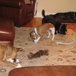 4 pups enjoying kong time