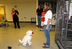 I rewarded Puff for sitting politely in puppy socialization so he kept coming back and sitting in front of me, each time waiting longer and longer for the reward.