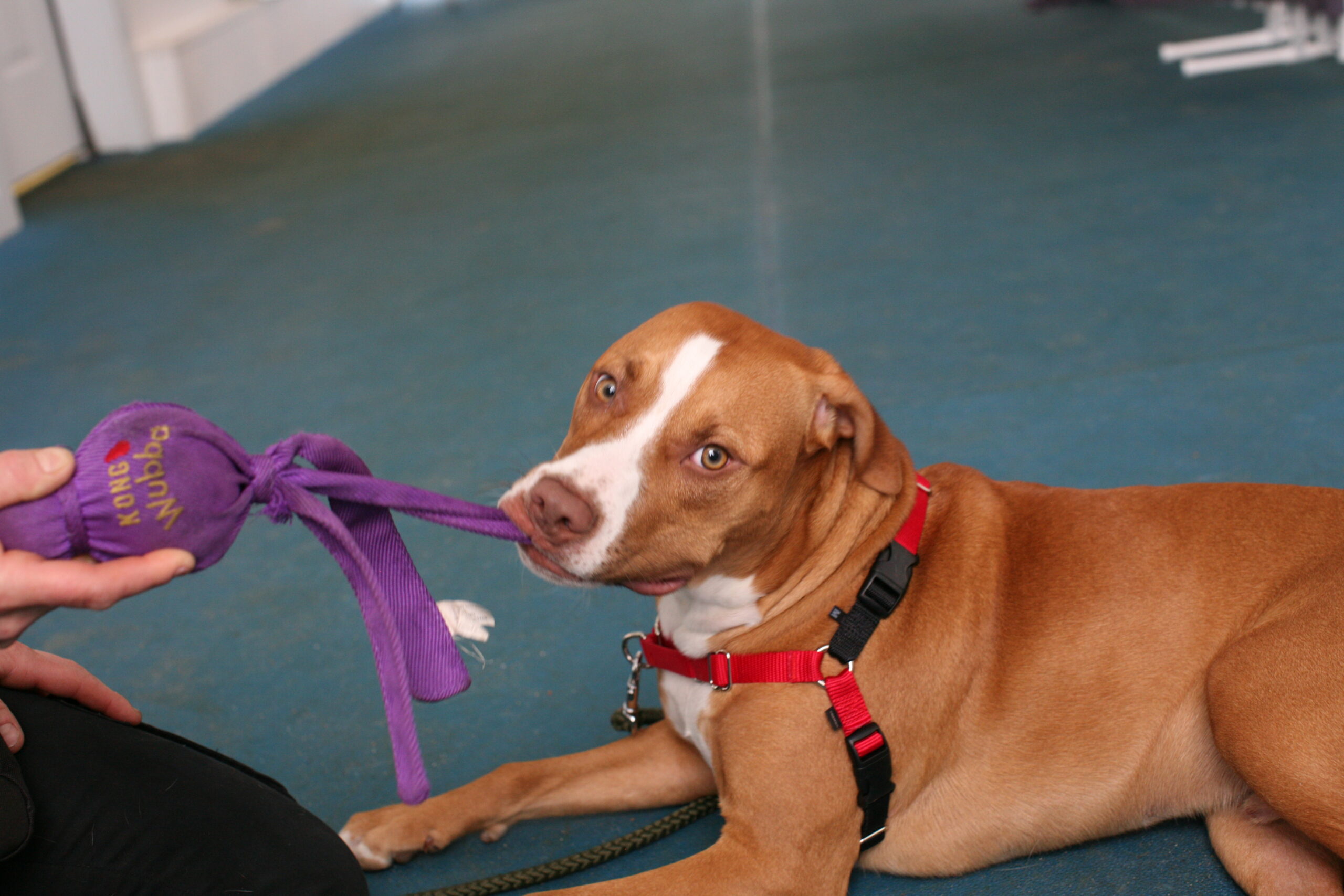 My Dog Barks and Jumps on Me! Canine Behavior Counseling