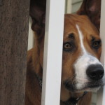 Working at the fence only when you dog is calm.