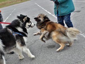 The Malamute is moving forward as the Tuverian Shepherd is moving away.  These two dogs have very differnt playstyles as they are beginning to discover.