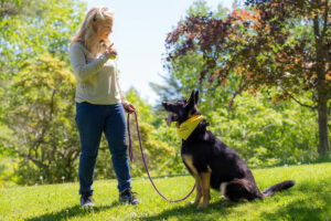 Dog Training | Canine Behavior Counseling in Southern Maine