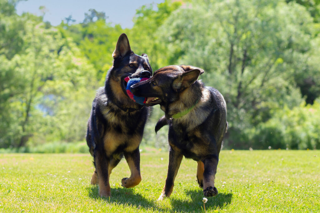 do-dogs-know-if-you-are-fair-canine-behavior-counseling