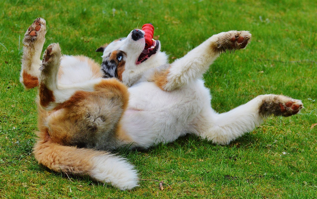 dog, to play, meadow-1318689.jpg